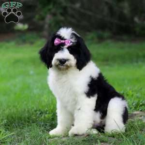 Sophia, Sheepadoodle Puppy